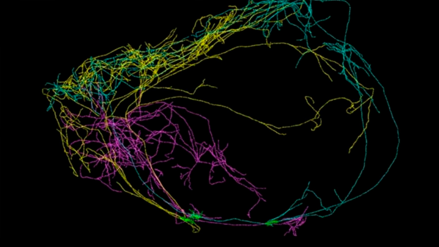 Descubren que una neurona gigante envuelve al cerebro