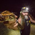 A la caza de la pitón birmana, la especie invasora que amenaza Florida