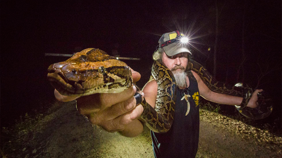 A la caza de la pitón birmana, la especie invasora que amenaza Florida