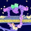 Científicos ensamblan proteína transmembranal con 215 aminoácidos