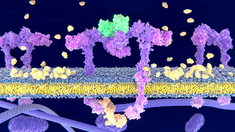 Científicos ensamblan proteína transmembranal con 215 aminoácidos