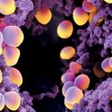 Nueva molécula sintética elimina bacterias resistentes a los antibióticos