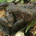 Hallan un sapo sin cabeza saltando por el bosque