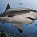 ¿A dónde van a comer los tiburones?
