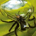 La increíble araña de agua que construye su casa subacuática con burbujas de aire