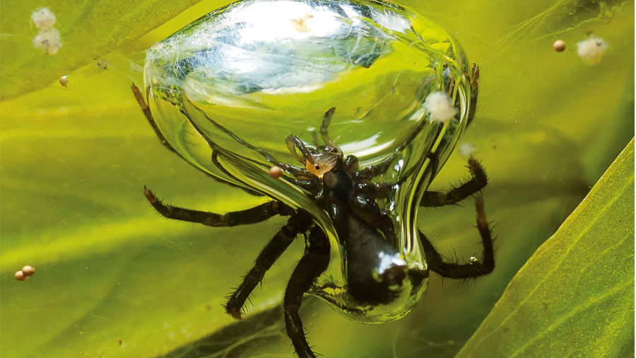 La increíble araña de agua que construye su casa subacuática con burbujas de aire