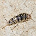 ¿Qué esconde el estómago de estos insectos?