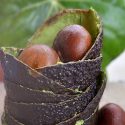Desarrollan científicos mexicanos tecnología para obtención de bioproductos a partir de residuos de aguacate