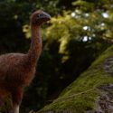 Científicos de Harvard buscan revivir un ave extinta en el siglo XIII, recreando su genoma