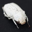 Crean el blanco más blanco del mundo gracias a un escarabajo y 20 veces más que el papel