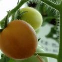 Consiguen científicos mexicanos tomate que disminuye hipertensión