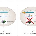 Frenan el crecimiento tumoral con ayuda de un virus de insectos