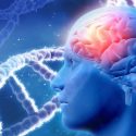 La nueva genética se adentra en los orígenes de la inteligencia humana
