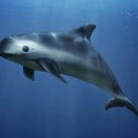 Vive México la inminente extinción de las vaquitas