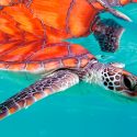 Casi la mitad de las especies del mundo podrá desaparecer en 60 años, según WWF