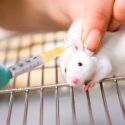 Una nueva vacuna protege frente a dosis letales de heroína en ratas