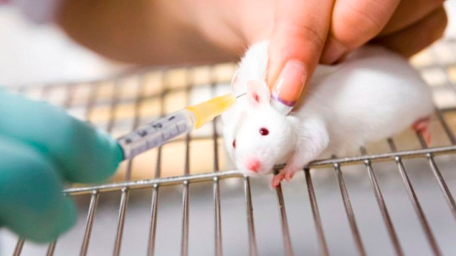 Una nueva vacuna protege frente a dosis letales de heroína en ratas