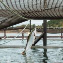 Colores oscuros para que los salmones no se maten entre ellos