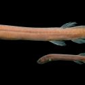 Descubierta una nueva familia de peces amazónicos: es la primera en 40 años