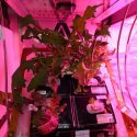 La comida del futuro: Astronautas logran cultivar vegetales en la Estación Espacial Internacional