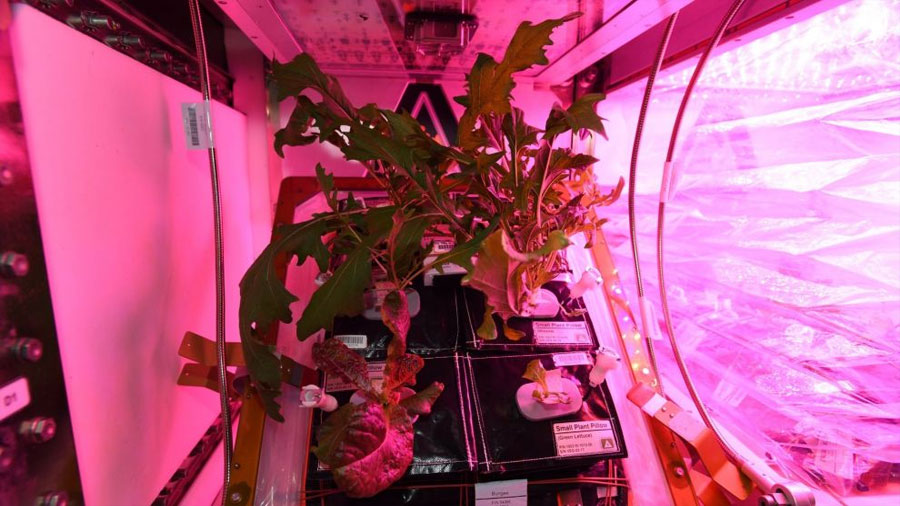La comida del futuro: Astronautas logran cultivar vegetales en la Estación Espacial Internacional