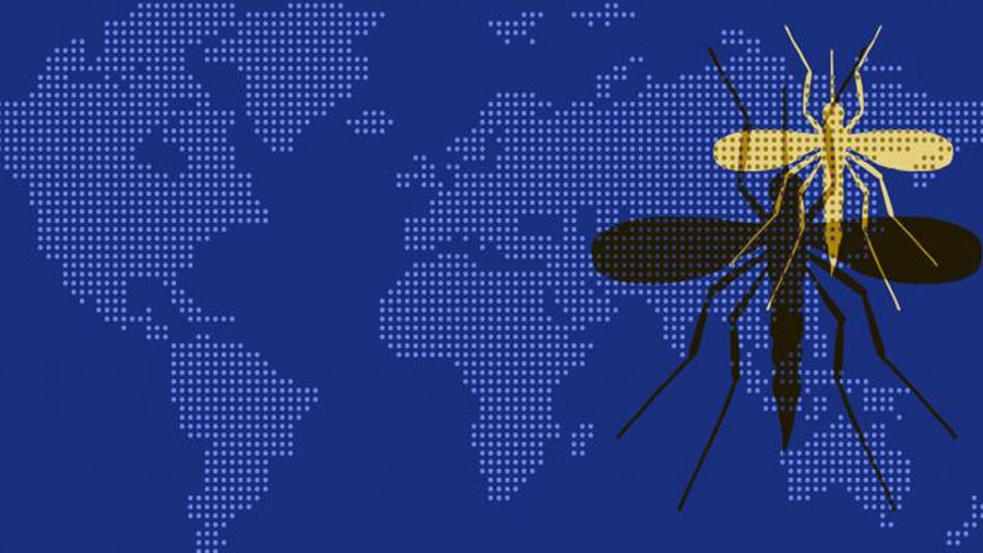 Insectos peligrosos están colonizando todo el planeta