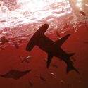 Investigadores descubrieron tiburones viviendo dentro de un volcán submarino activo