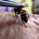 Una mujer muere en una sesión de acupuntura con abejas vivas