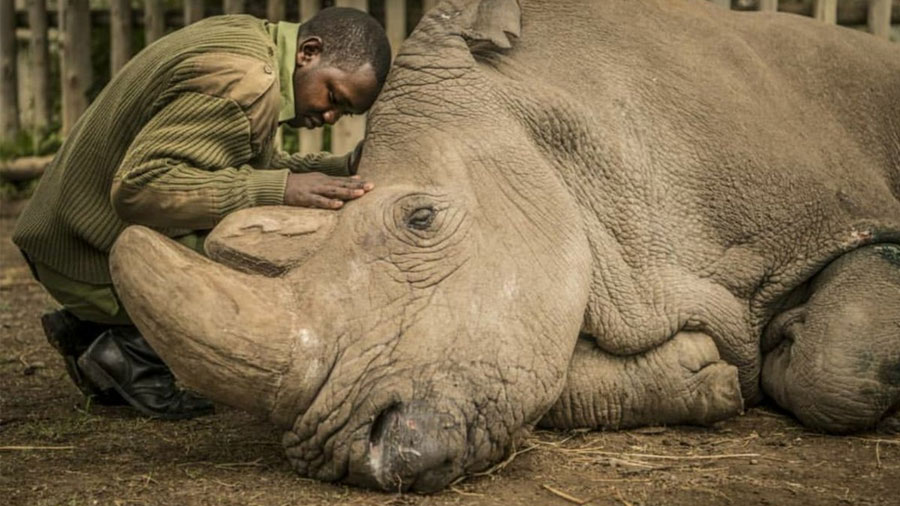 Muere Sudán, el último macho de rinoceronte blanco del norte