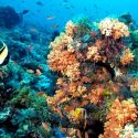 Descubren la "zona rarifótica", que alberga múltiples nuevas especies de peces en arrecifes de coral