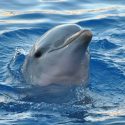 Los delfines se reconocen en el espejo antes que los humanos