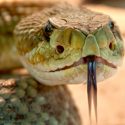 Un péptido del veneno de serpiente de cascabel ‘muerde’ a las superbacterias