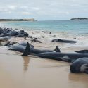 La impresionante imagen de 150 ballenas varadas en una playa de Australia
