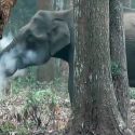 Descubren el secreto del elefante fumador que asombró a científicos