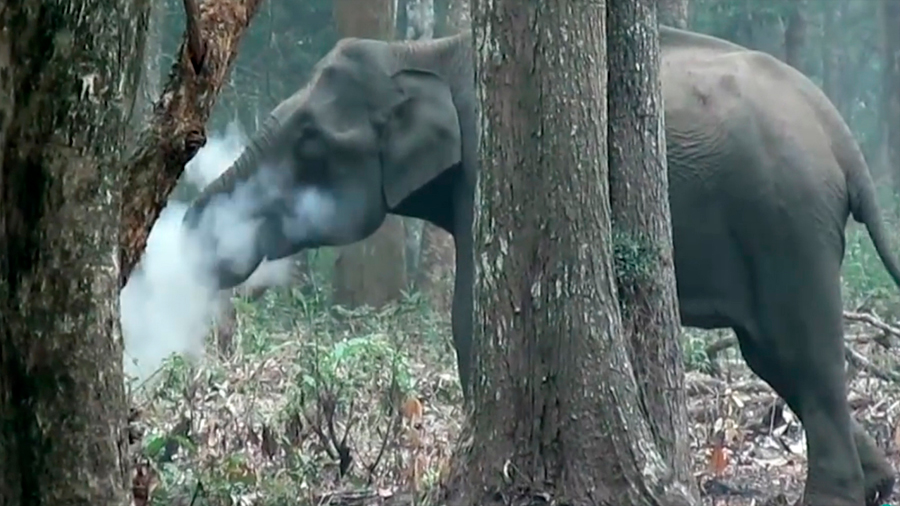 Descubren el secreto del elefante fumador que asombró a científicos