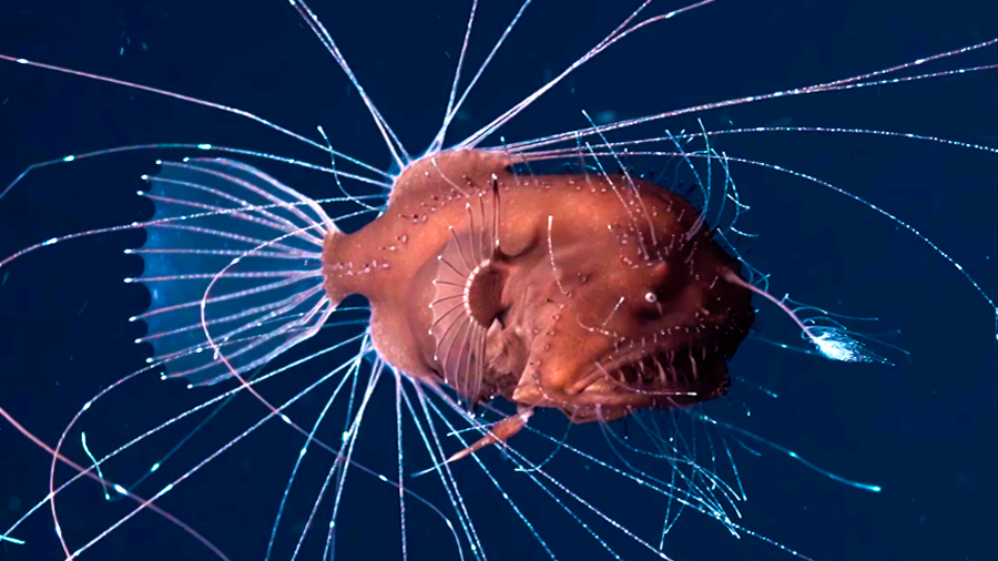 El sexo entre estas horribles criaturas marinas es registrado por primera vez por una cámara