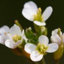 Descubren que las hojas de las plantas tienen mecanismos para comunicarse entre sí