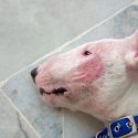 Una mutación mata a los bull terriers afectados por una enfermedad de la piel