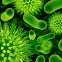 Descubren 6,000 especies de virus a través de la inteligencia artificial