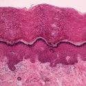 Descubren un nuevo órgano en el cuerpo humano