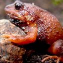 Las altitudes de los Andes desvelan un incesante número de nuevas ranas