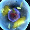 Llega el microscopio de super-resolución 4D, que ve en espacio y tiempo