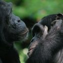 Bonobos y chimpancés son capaces de entenderse con gestos