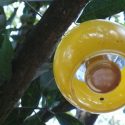 Patentan científicos mexicanos dispositivo que atrapa y nulifica a la dañina mosca de la fruta