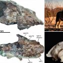 Descubren en áfrica restos de leones gigantes: 2.5 metros de largo