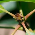 Descubren un regulador de la formación de ramas en las plantas