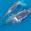 Se agrava la situación de la ballena franca glacial: no tuvo crías este año