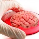Científicos lusos crearán minicerebros de cuatro milímetros para tratar el autismo