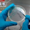 Bacterias que nos ayudan