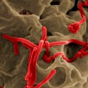 Hallado un compuesto químico que inhibe la replicación del virus del Ébola